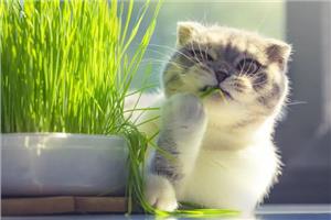 Cỏ mèo là gì? Tác dụng của cỏ mèo và cách sử dụng chúng!