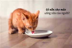Cho mèo uống sữa người được không? Nên cho mèo uống sữa gì
