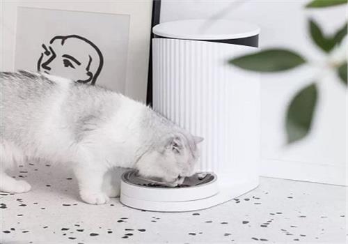 3 loại máy cho mèo ăn tự động giúp sen “nhàn tênh”