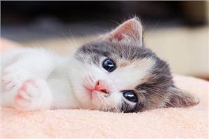 Tại sao mèo con bị tiêu chảy? Dấu hiệu và cách chữa trị