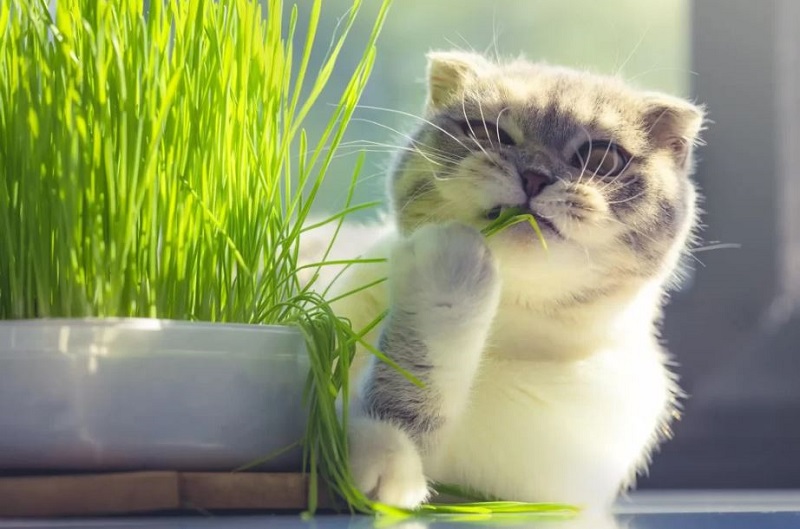 Cỏ mèo là gì? Tác dụng của cỏ mèo và cách sử dụng chúng!