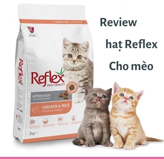 Review hạt Reflex cho mèo có tốt không? Đánh giá hạt reflex của Thổ Nhĩ Kỳ