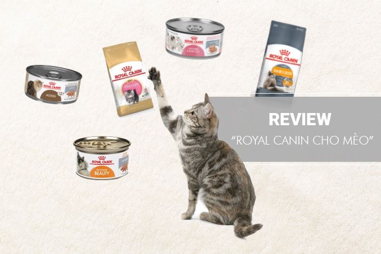 Đánh giá/Review hạt Royal Canin cho mèo có tốt không? – Chi tiết các dòng