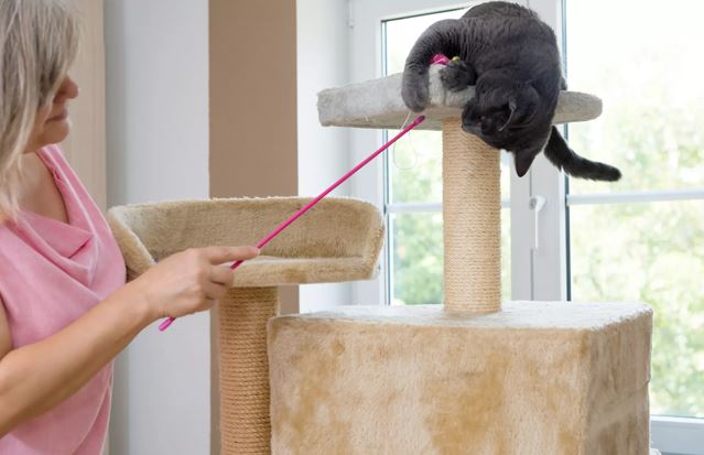 Cách huấn luyện cho mèo sử dụng đồ cào móng