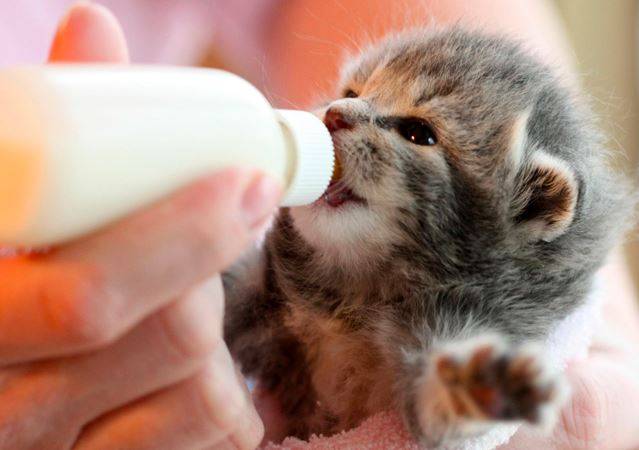 Cách cho mèo con uống sữa bằng pha sữa bột