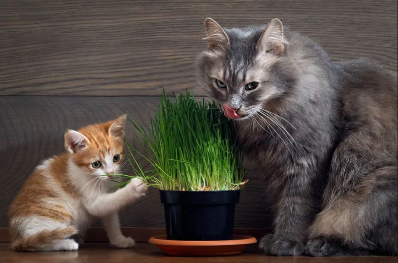 Cách trồng cỏ mèo tại nahf