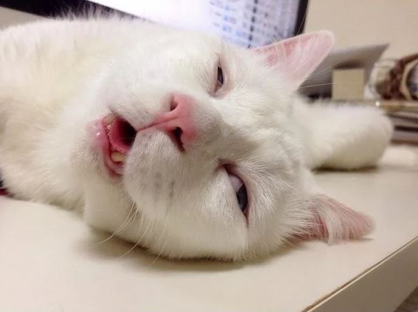Cỏ bạc hà mèo thường khiến mèo trở nên vui vẻ và hào hứng
