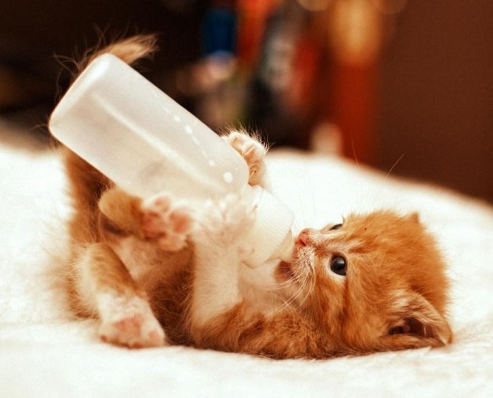 Mèo con bị tiêu chảy cần bao nhiêu nước? 