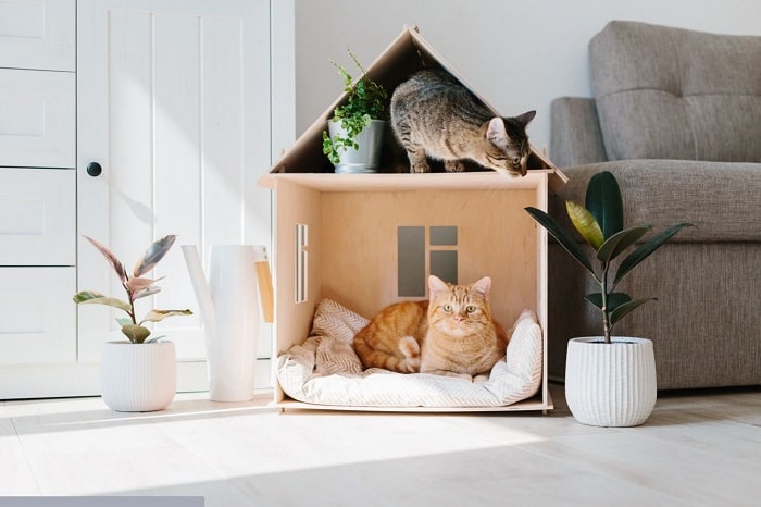 Nhà cho mèo bằng gỗ và inox