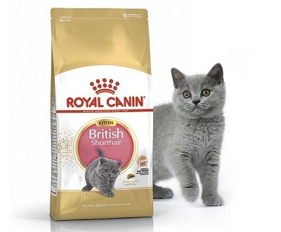Hạt cho mèo Royal Canin British Shorthair Kitten